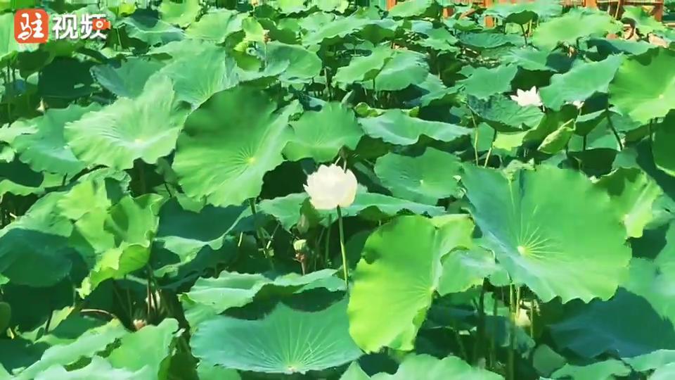 荷花盛放 美在当“夏”