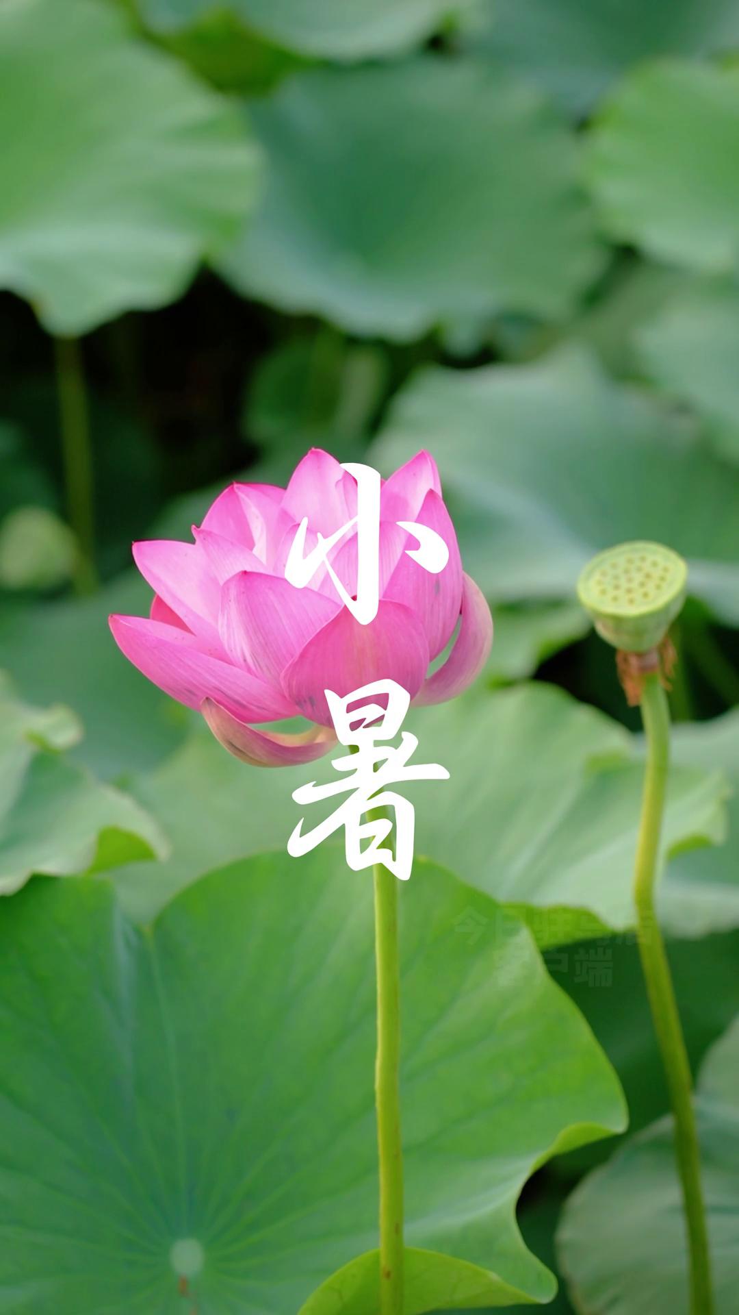 二十四节气丨小暑至，盛夏始！“小暑大暑，上蒸下煮”，盛夏登场，你准备好了吗？
