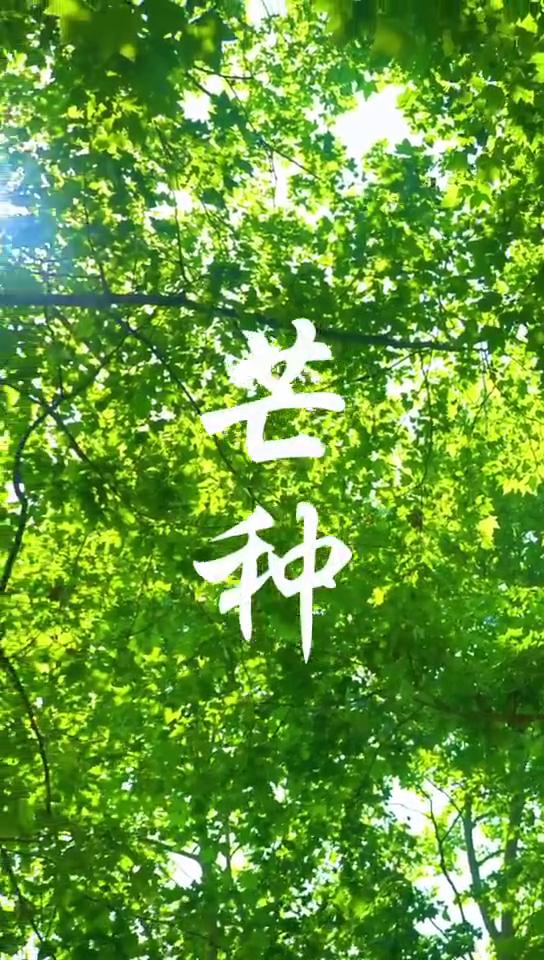 芒种