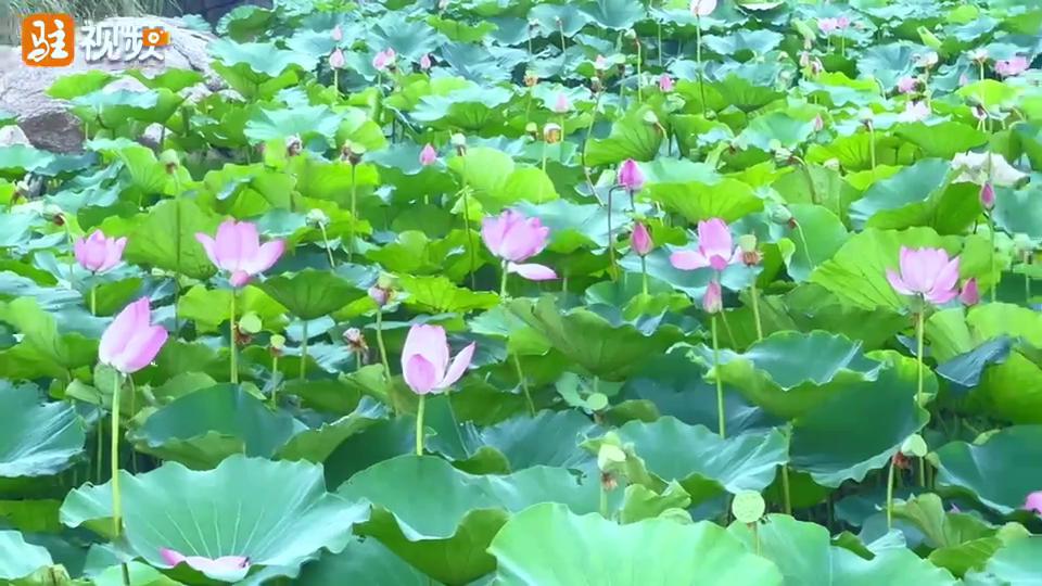 夏荷旖旎 摇曳多姿