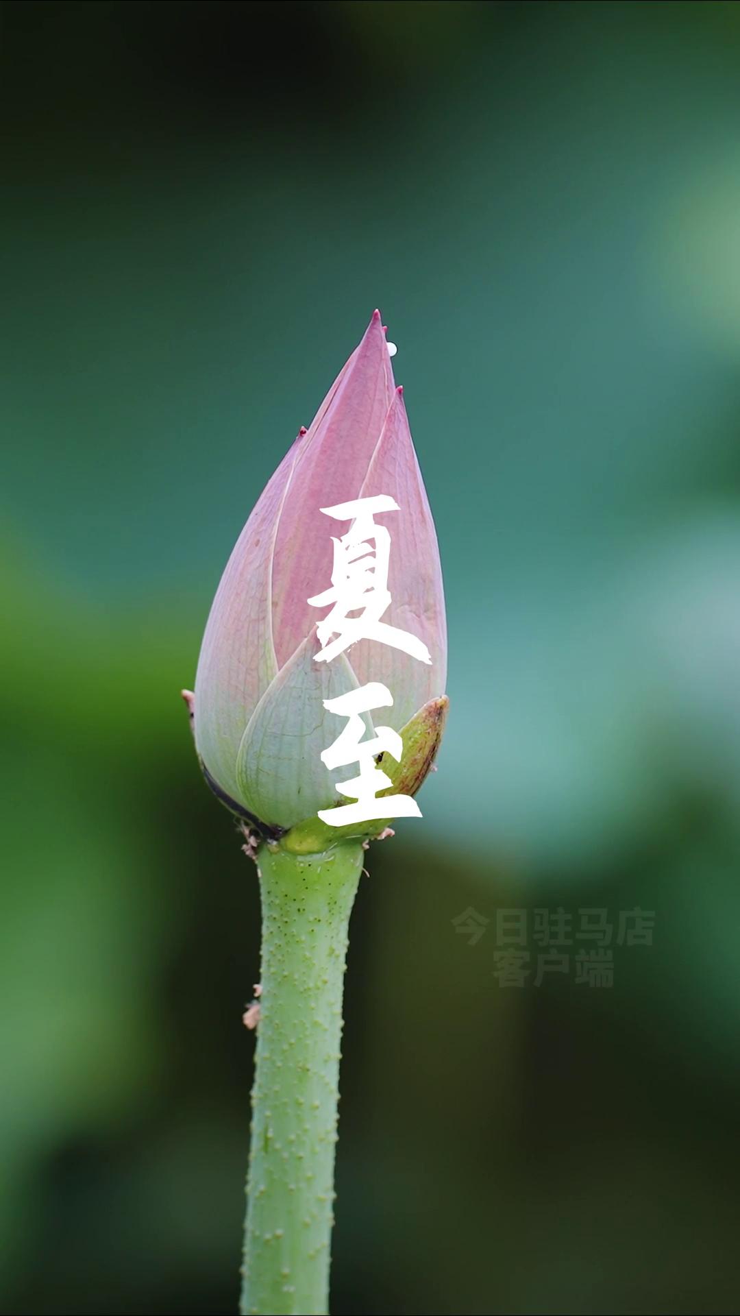 二十四节气之夏至｜万物向阳而立 美好如约而至