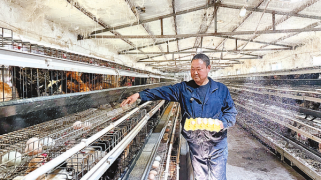 非遗缠丝鸡蛋 俏销一线城市